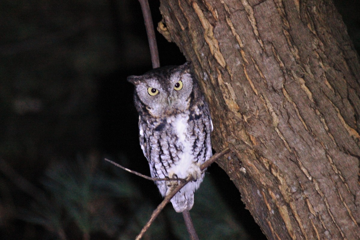 Eastern Screech-Owl - ML519591851