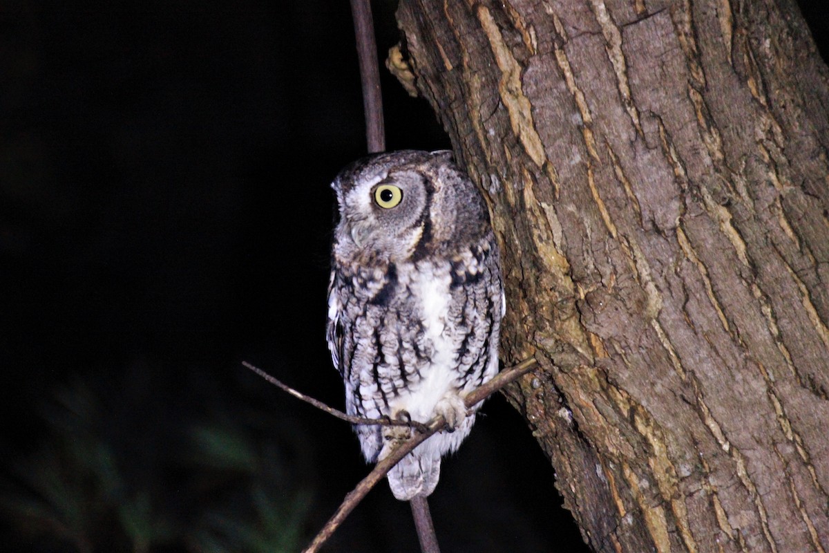 Eastern Screech-Owl - ML519591971