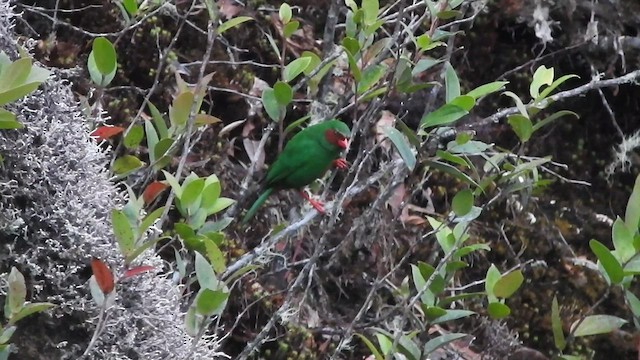 Grass-green Tanager - ML519591981