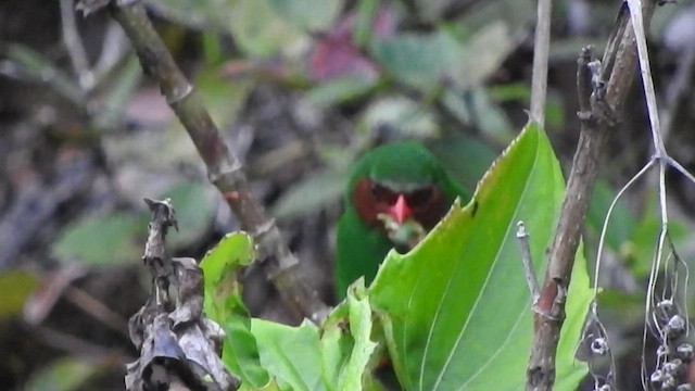 Grass-green Tanager - ML519592071