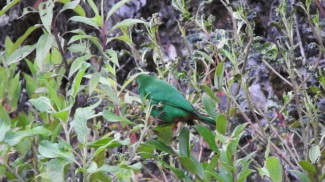 ワカクサフウキンチョウ - ML519592271