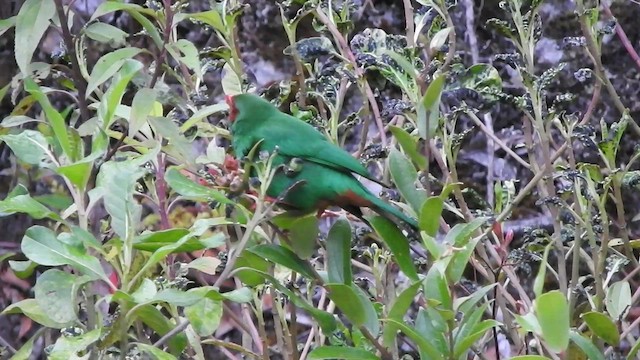 ワカクサフウキンチョウ - ML519592481