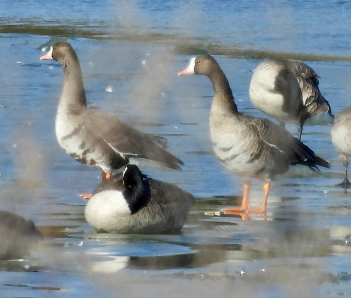 Greater White-fronted Goose - ML519592621