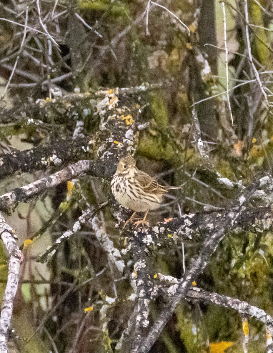 Meadow Pipit - ML519593331