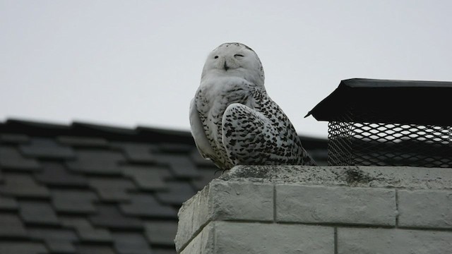 Snowy Owl - ML519593351