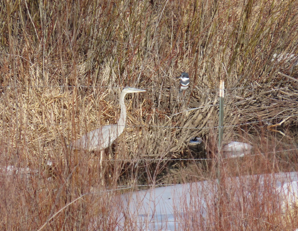 Great Blue Heron - ML519593401