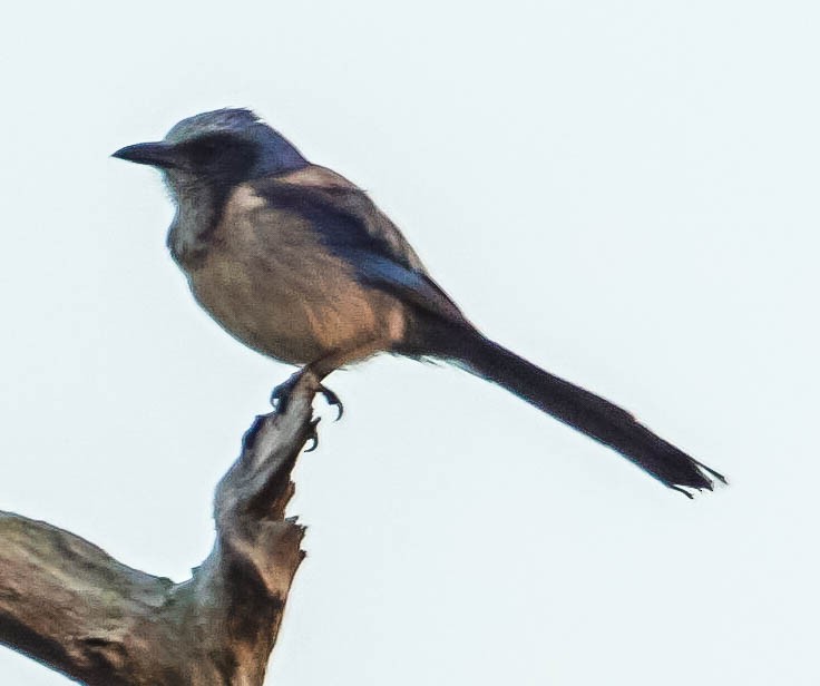 Florida Scrub-Jay - ML51959341