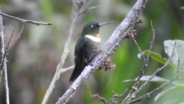 Colibrí Gorjiamatista (grupo amethysticollis) - ML519593811