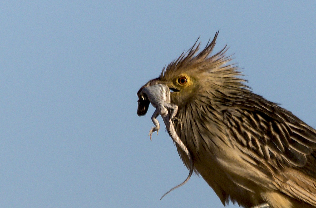 Guira Cuckoo - Williams Daniel Nuñez