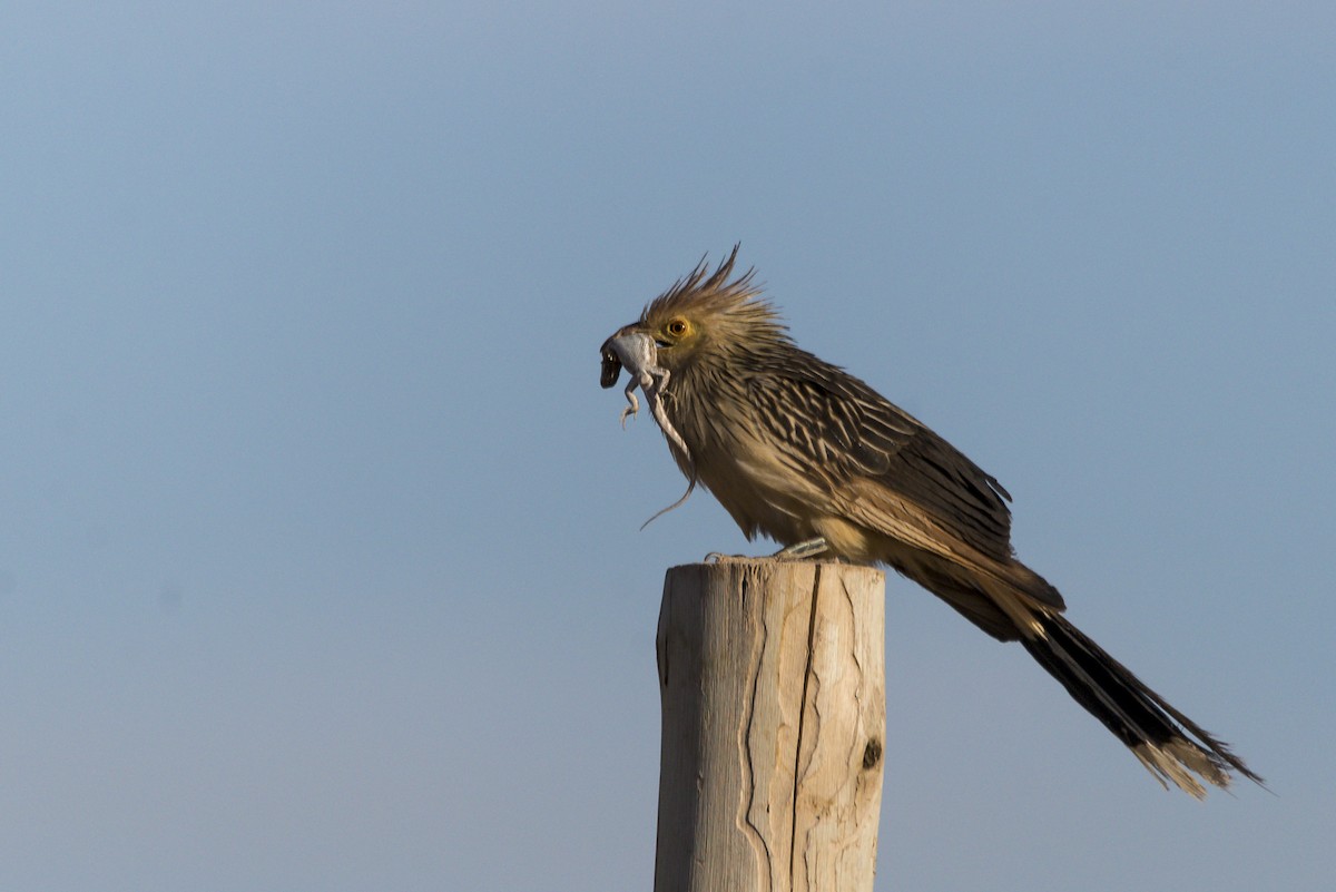 Guira Cuckoo - ML519594251