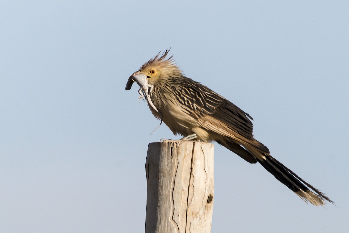 Guira Cuckoo - Williams Daniel Nuñez