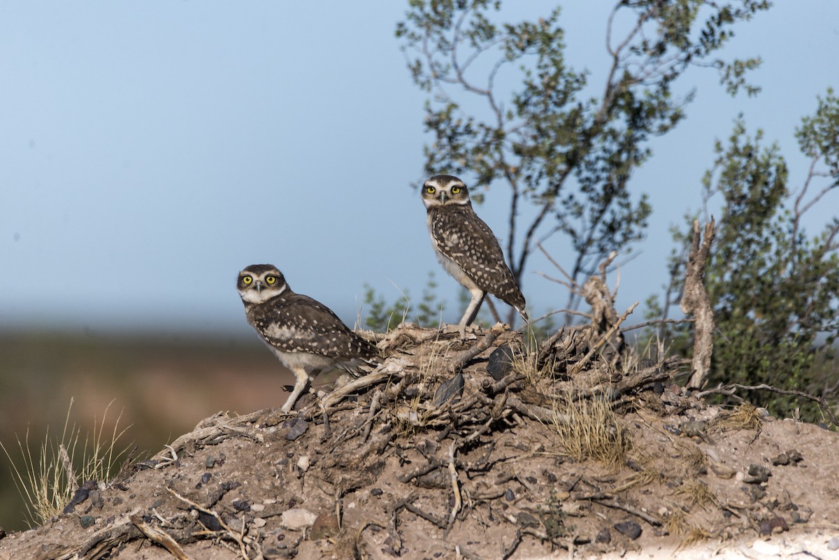 Burrowing Owl - ML519594911