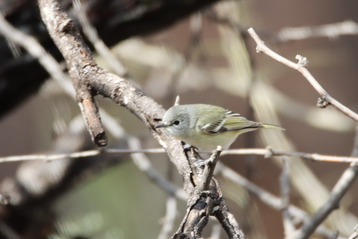 Cassin's Vireo - Diana Spangler