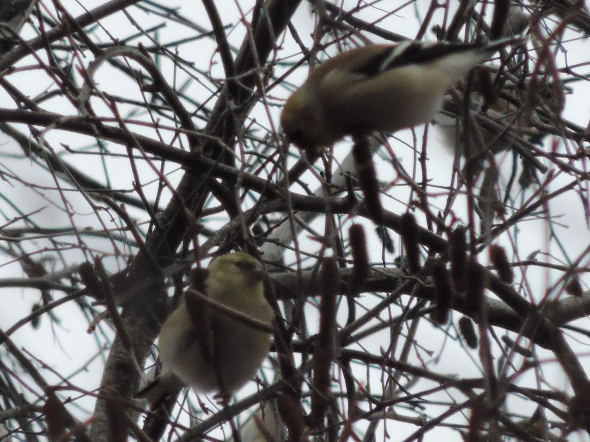 American Goldfinch - ML519597201