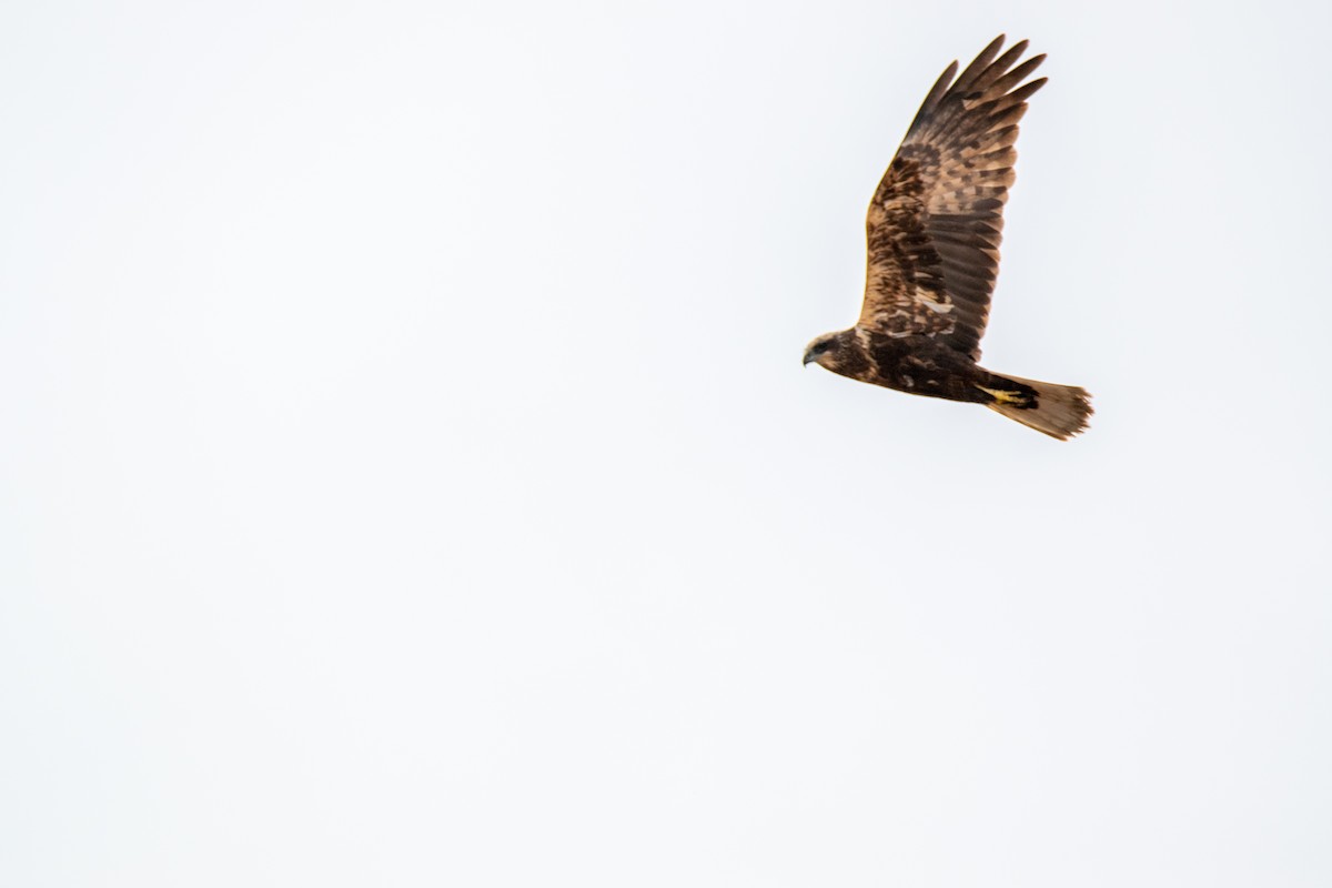 Western Marsh Harrier - ML519597491