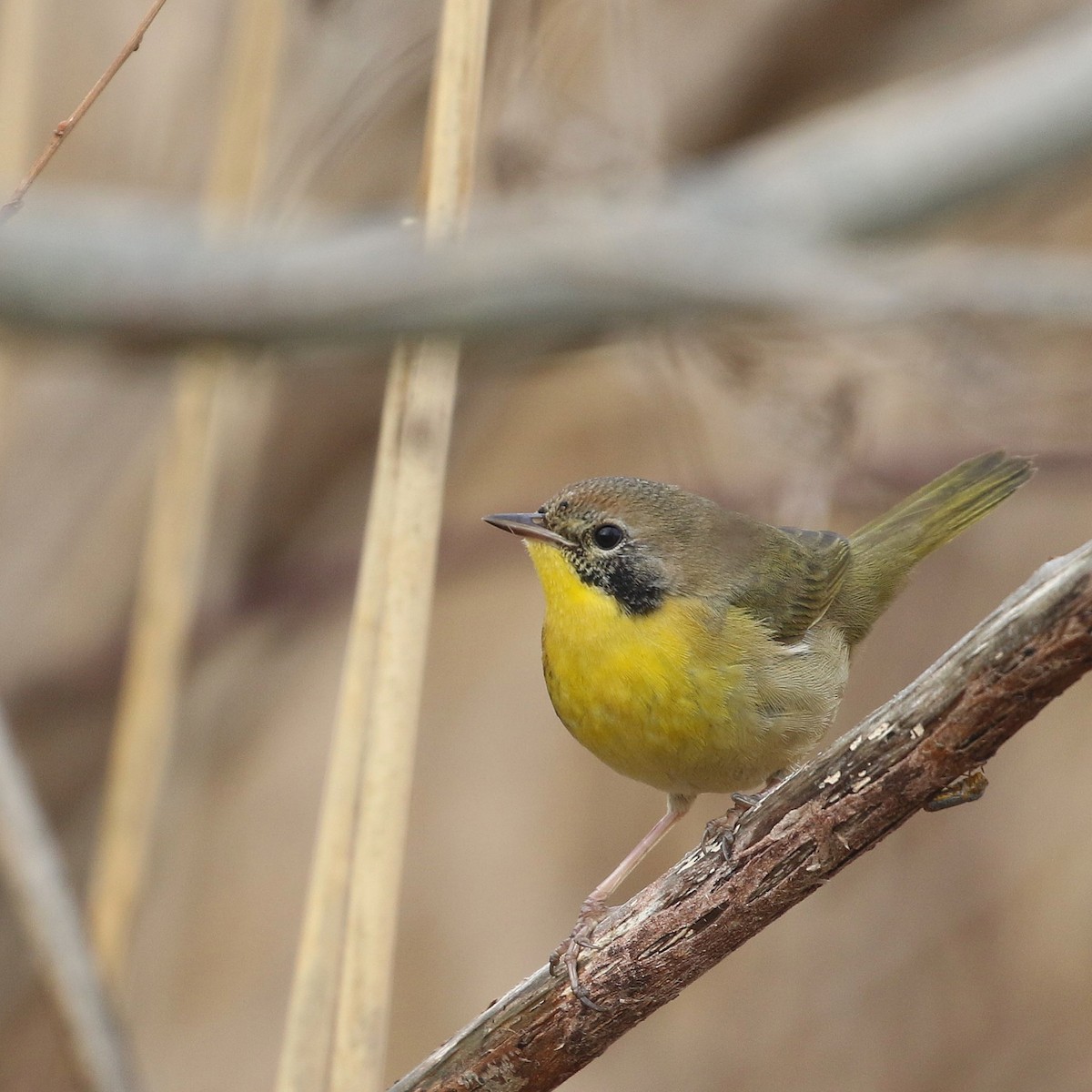 Common Yellowthroat - ML519598221