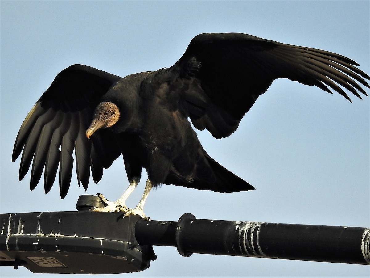 Black Vulture - Robert Neill