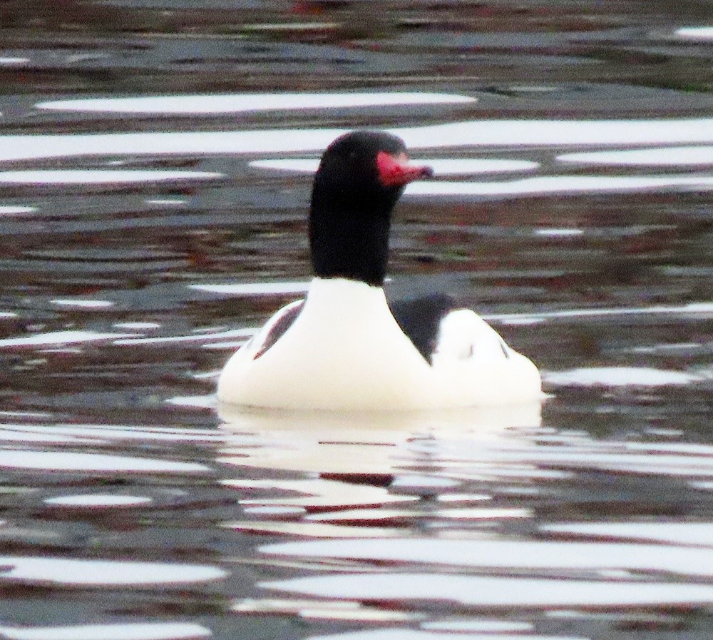 Common Merganser - ML519599201