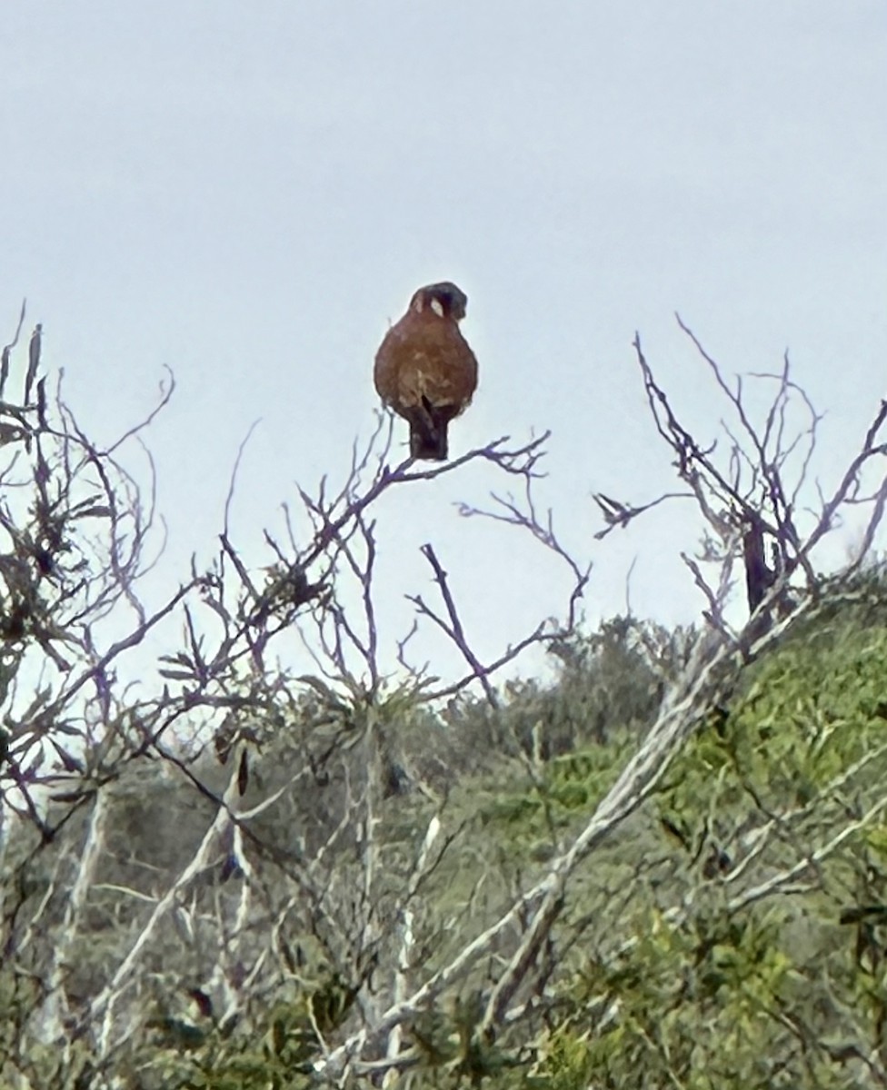 American Kestrel - ML519600211