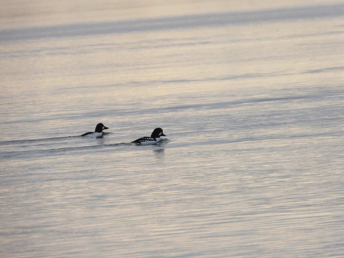 Barrow's Goldeneye - Jocelyn Grenon