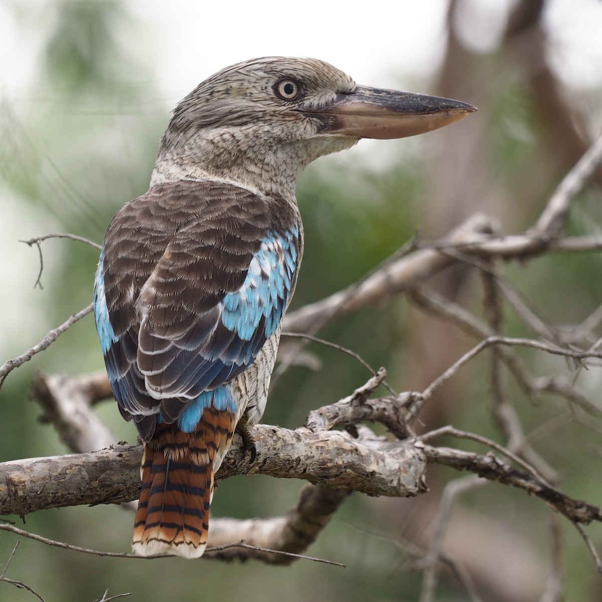 Blue-winged Kookaburra - ML51960041