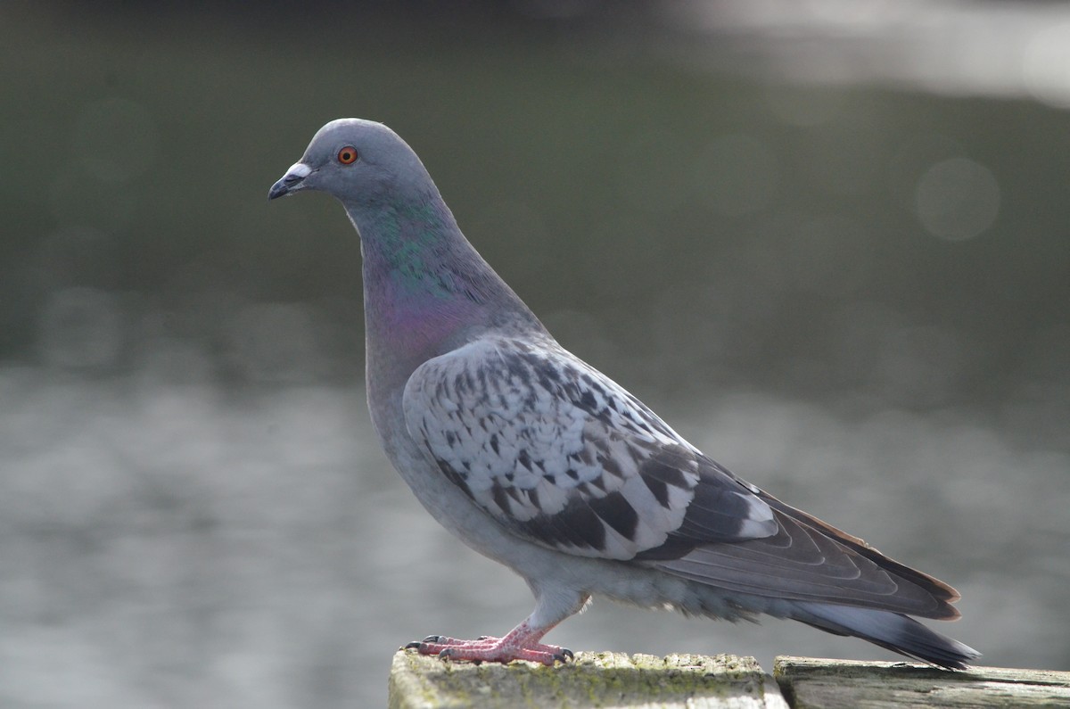 Rock Pigeon (Feral Pigeon) - ML51960111