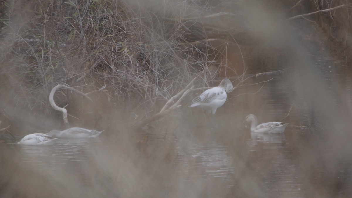 Snow Goose - Alex Coffey