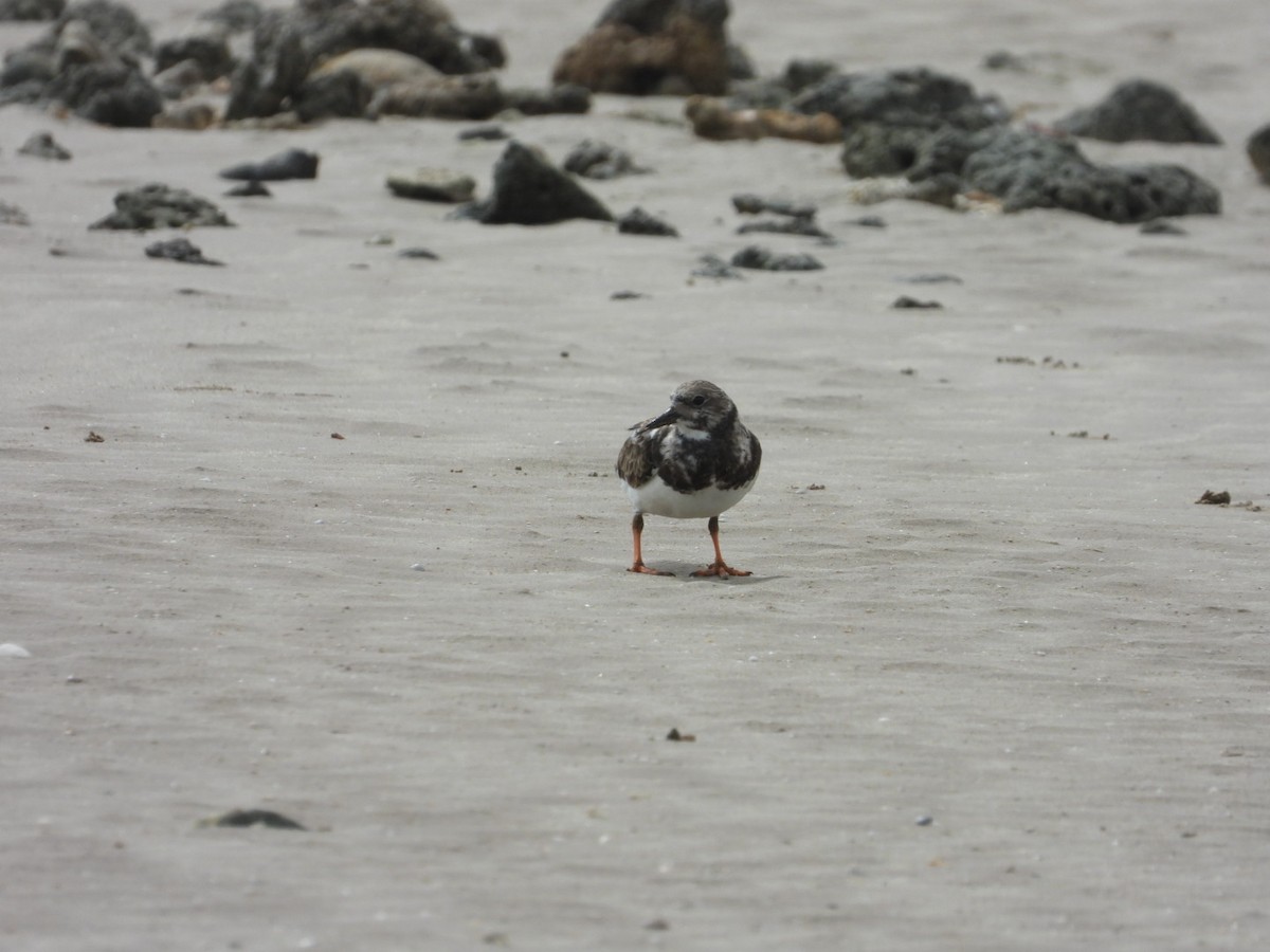 Ruddy Turnstone - ML519601631