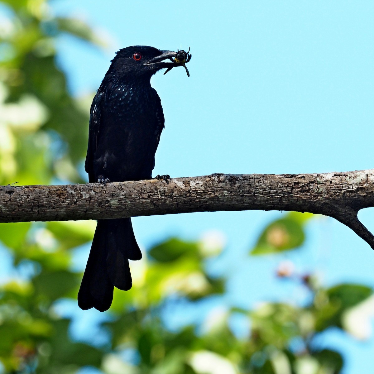 brokadedrongo - ML51960191