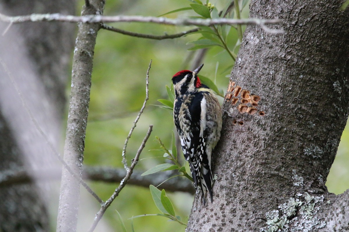 Yellow-bellied Sapsucker - Tommy Hekl