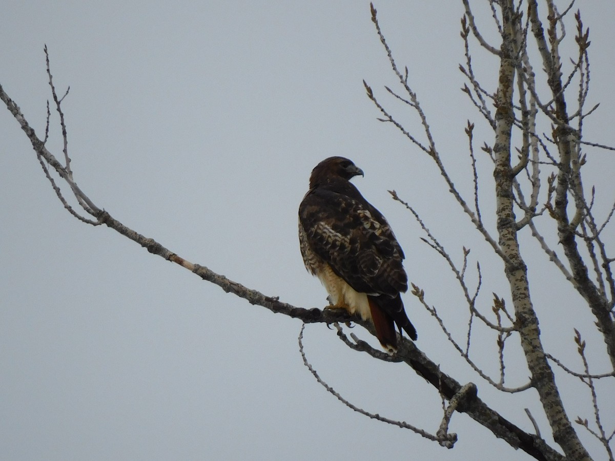 Red-tailed Hawk - Ulrike Sliworsky