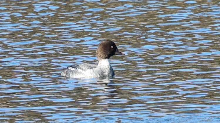 Common Goldeneye - Jill Falasco