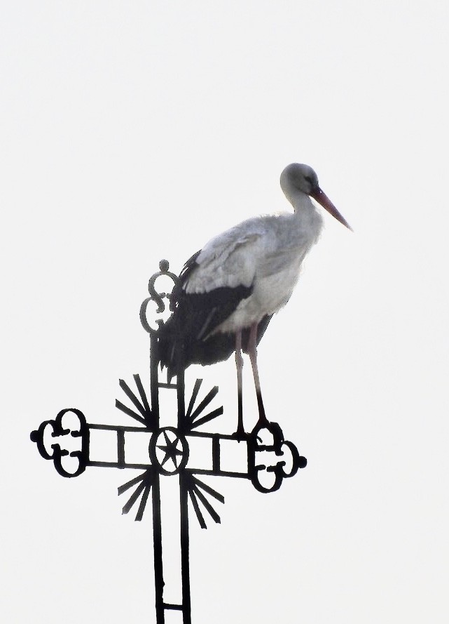 White Stork - ML519604151