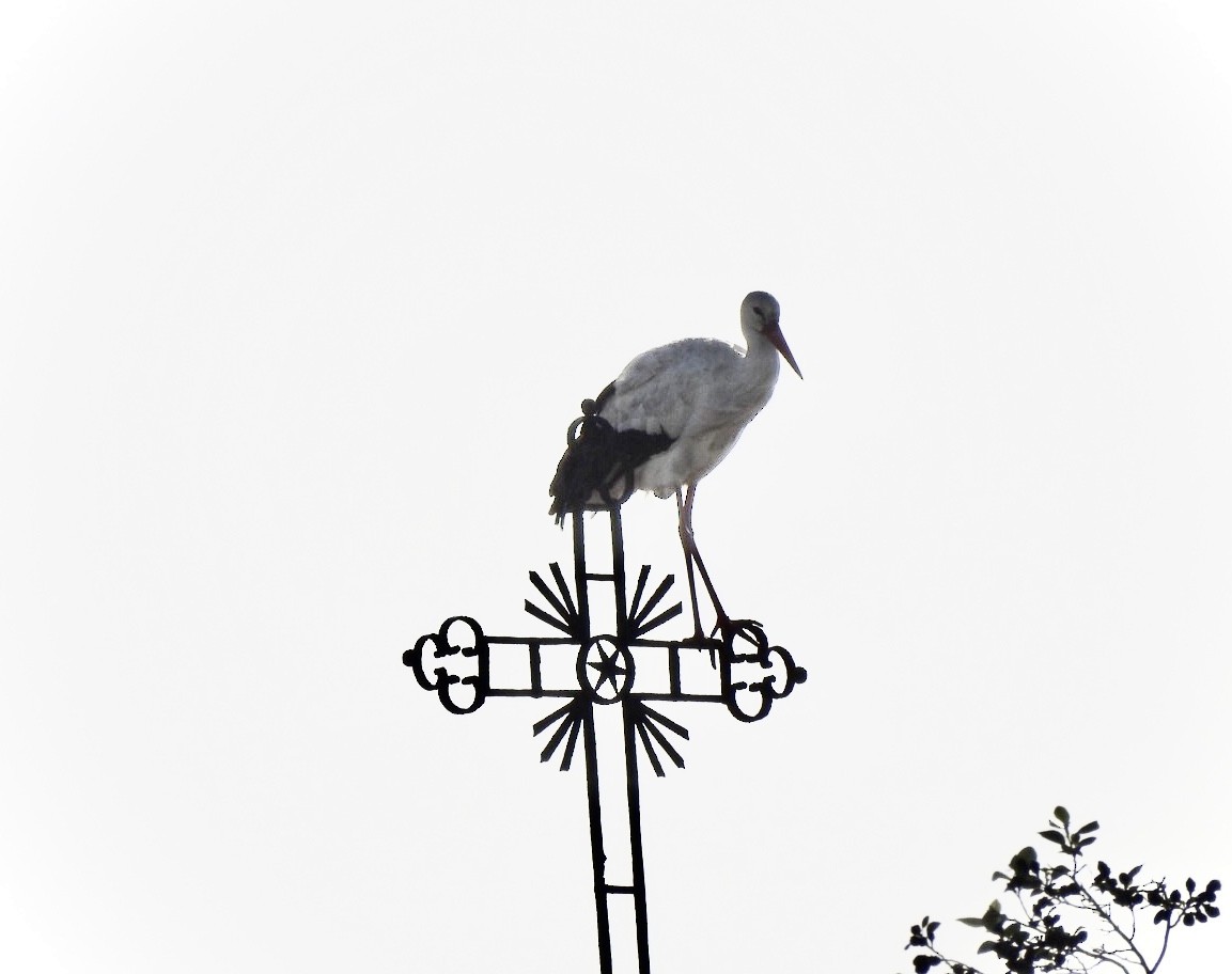 White Stork - ML519604161