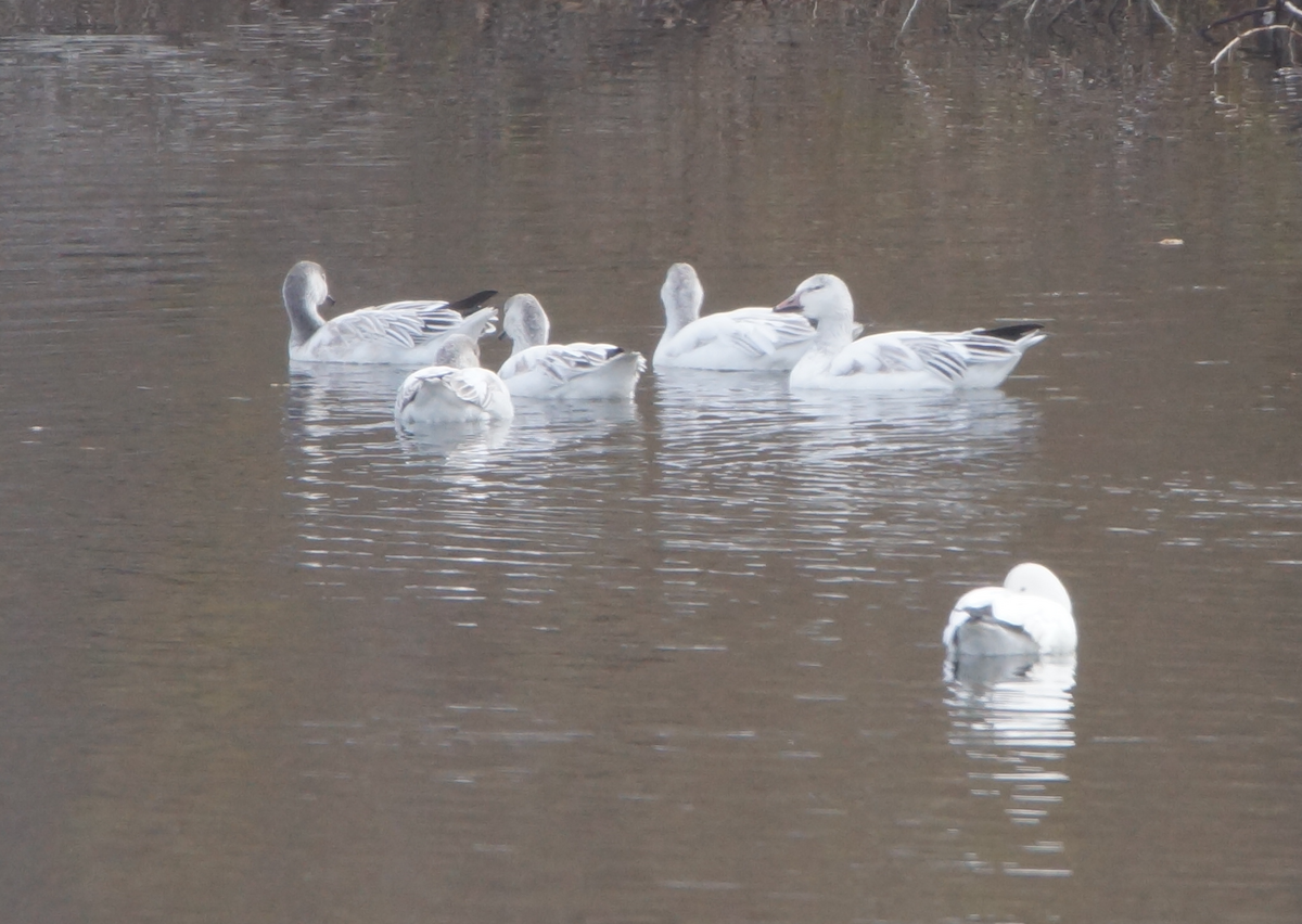 Snow Goose - Alex Coffey