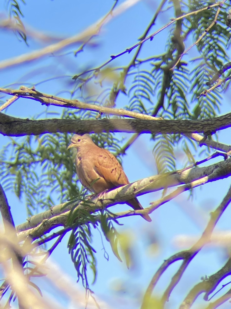 Ruddy Ground Dove - ML519604421