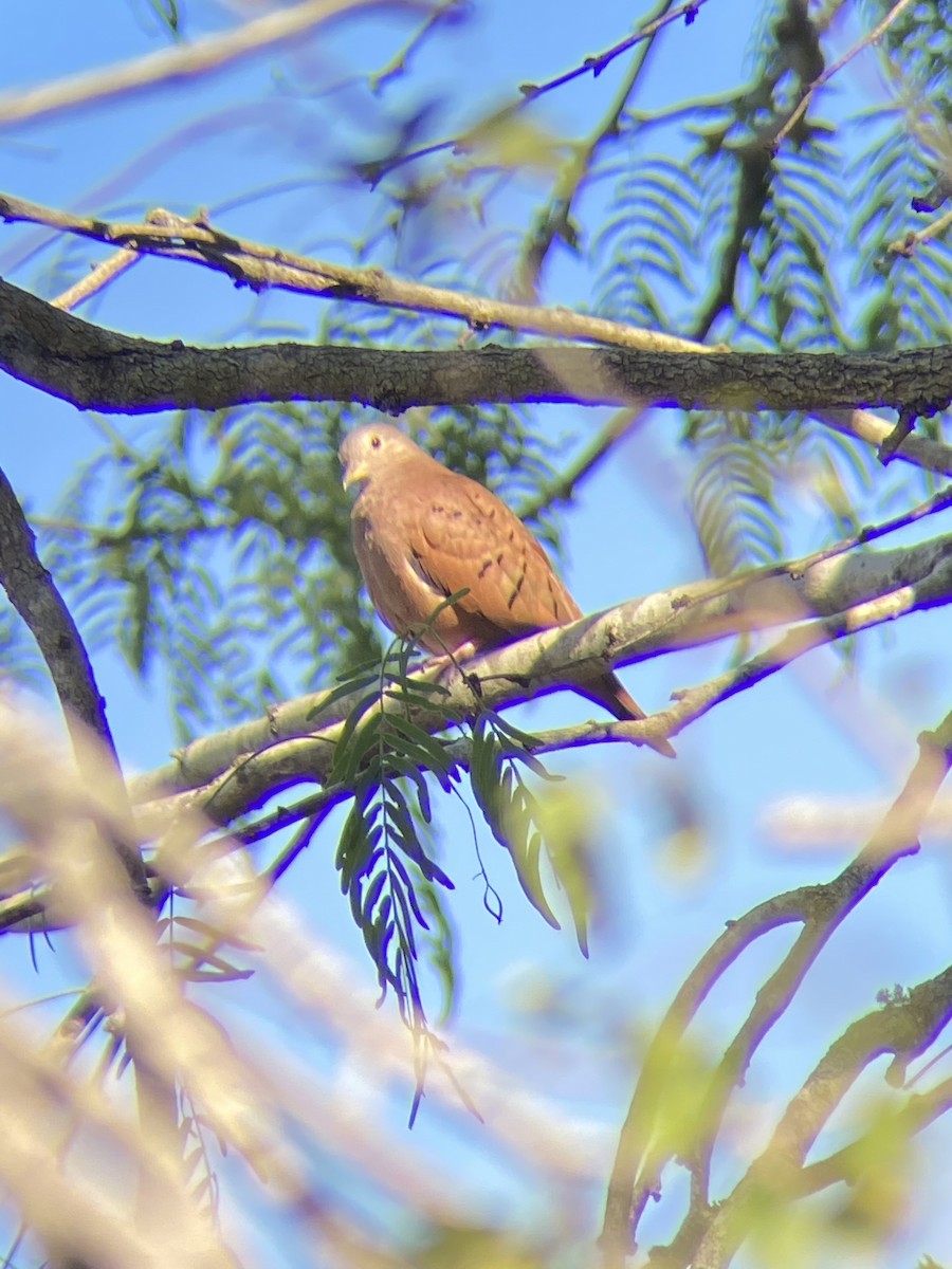 Ruddy Ground Dove - ML519604431