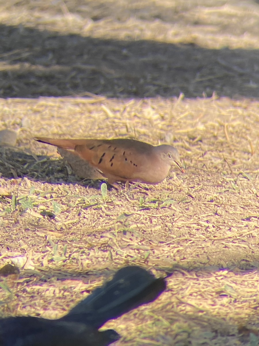 Ruddy Ground Dove - ML519604451