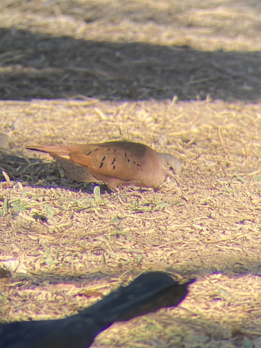 Ruddy Ground Dove - ML519604461