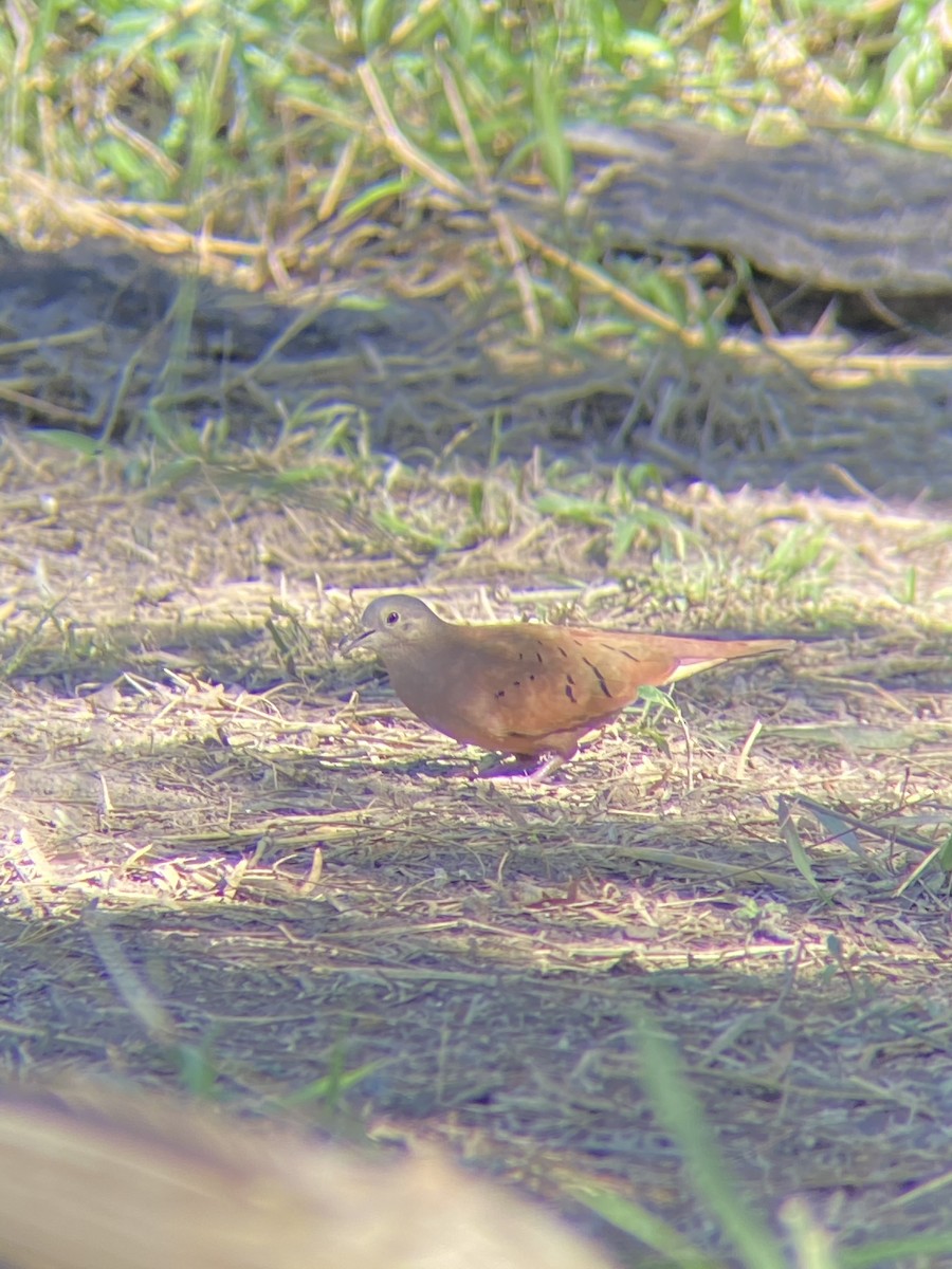 Ruddy Ground Dove - ML519604471