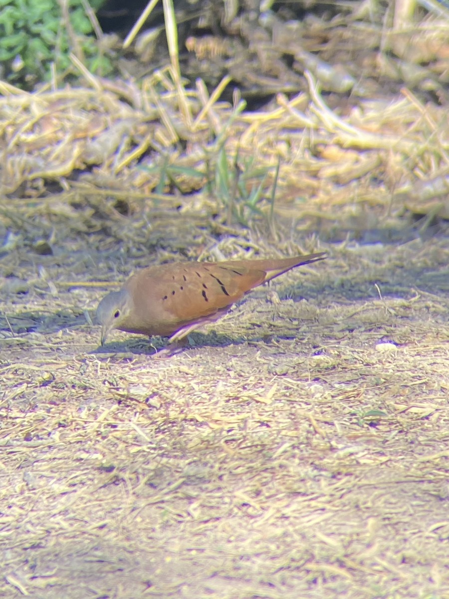 Ruddy Ground Dove - ML519604481