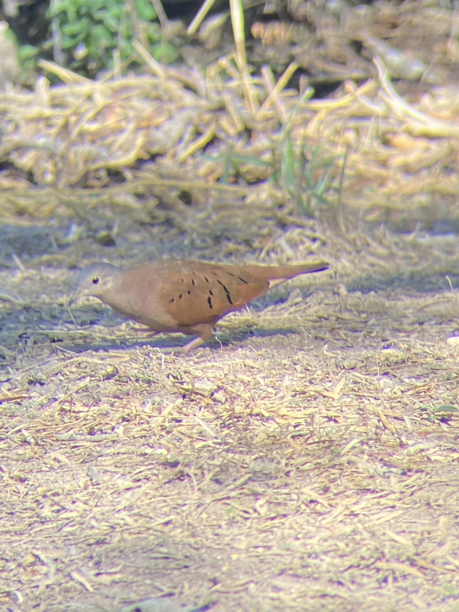 Ruddy Ground Dove - ML519604491