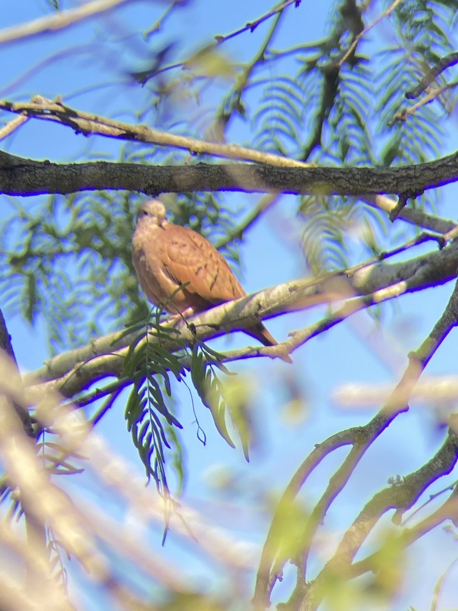 Ruddy Ground Dove - ML519604501