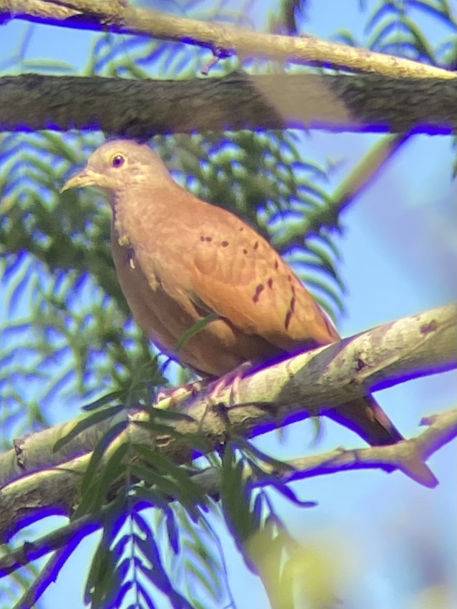 Ruddy Ground Dove - ML519604511