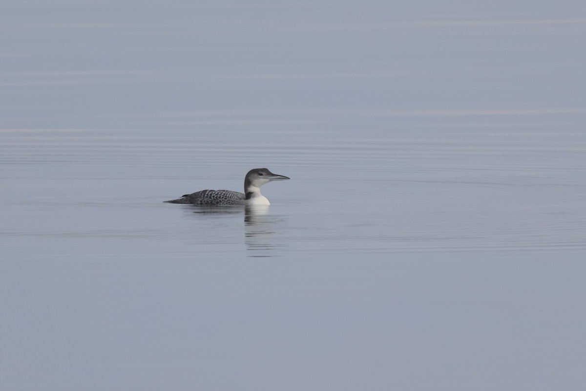 Common Loon - ML519605301