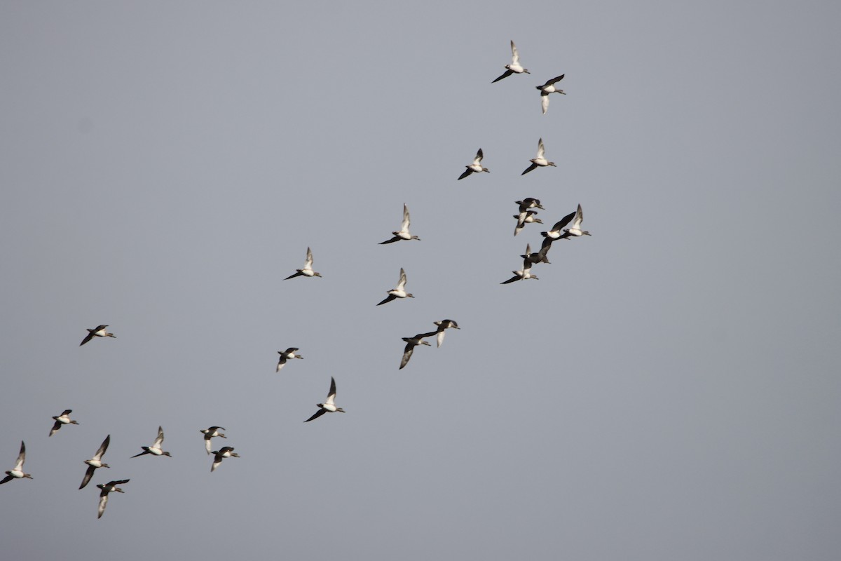 American Wigeon - ML519605601