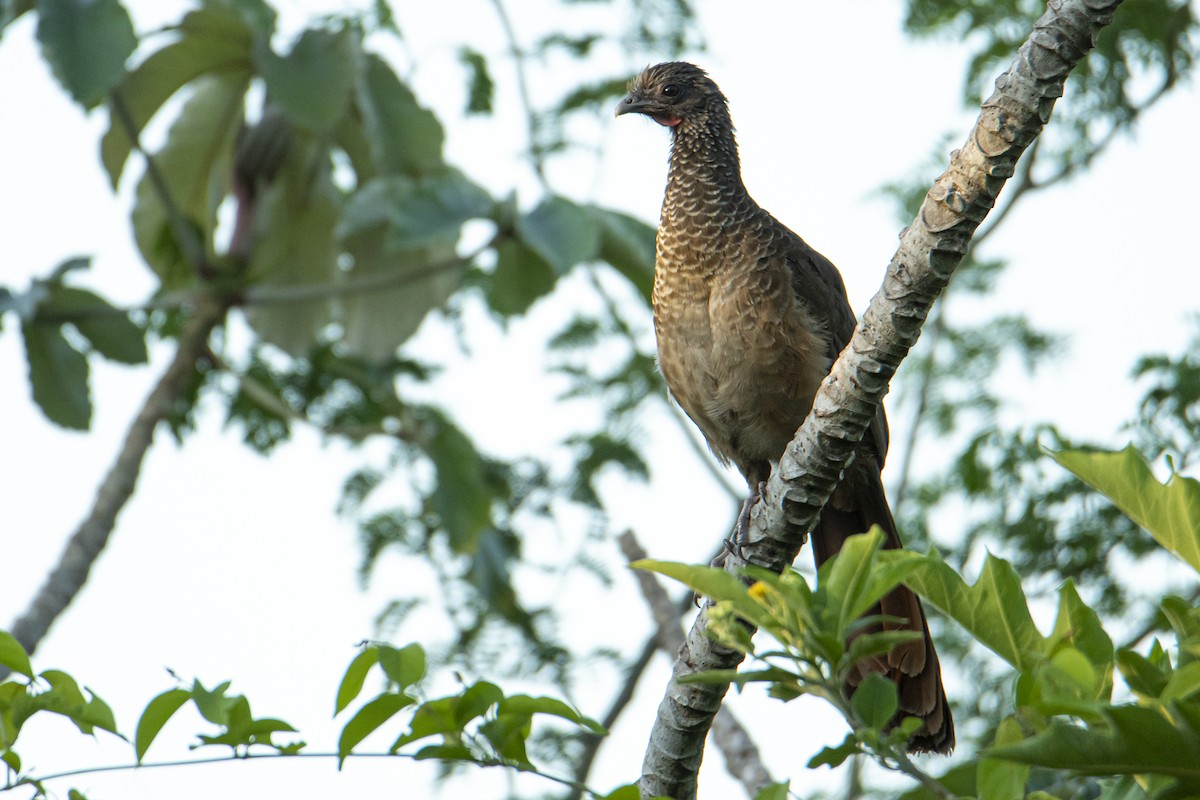 Speckled Chachalaca - Andy Bowen