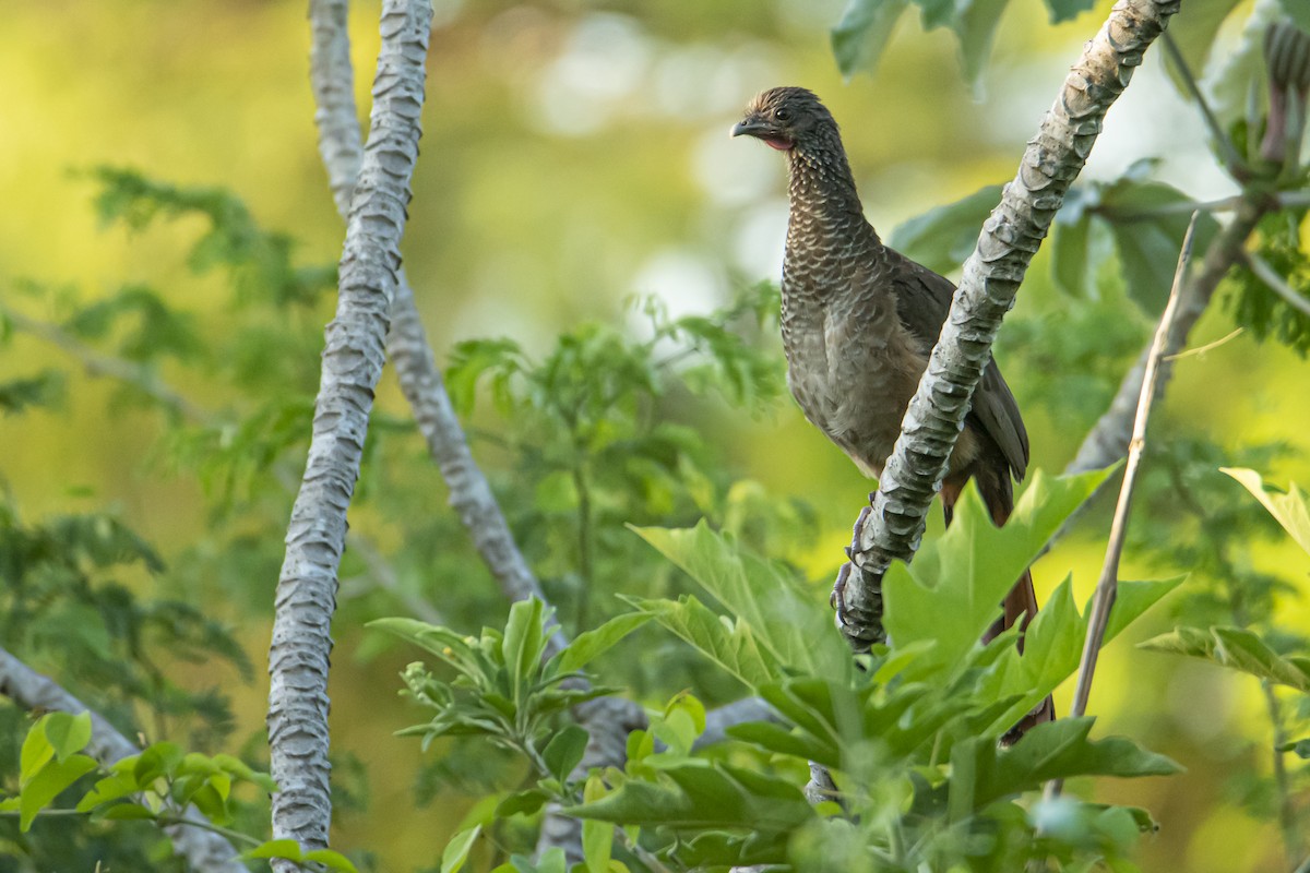 Speckled Chachalaca - Andy Bowen