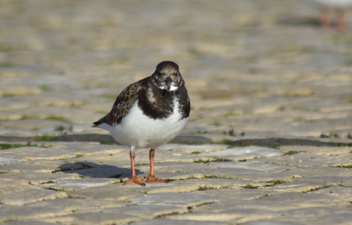 Ruddy Turnstone - ML519607361