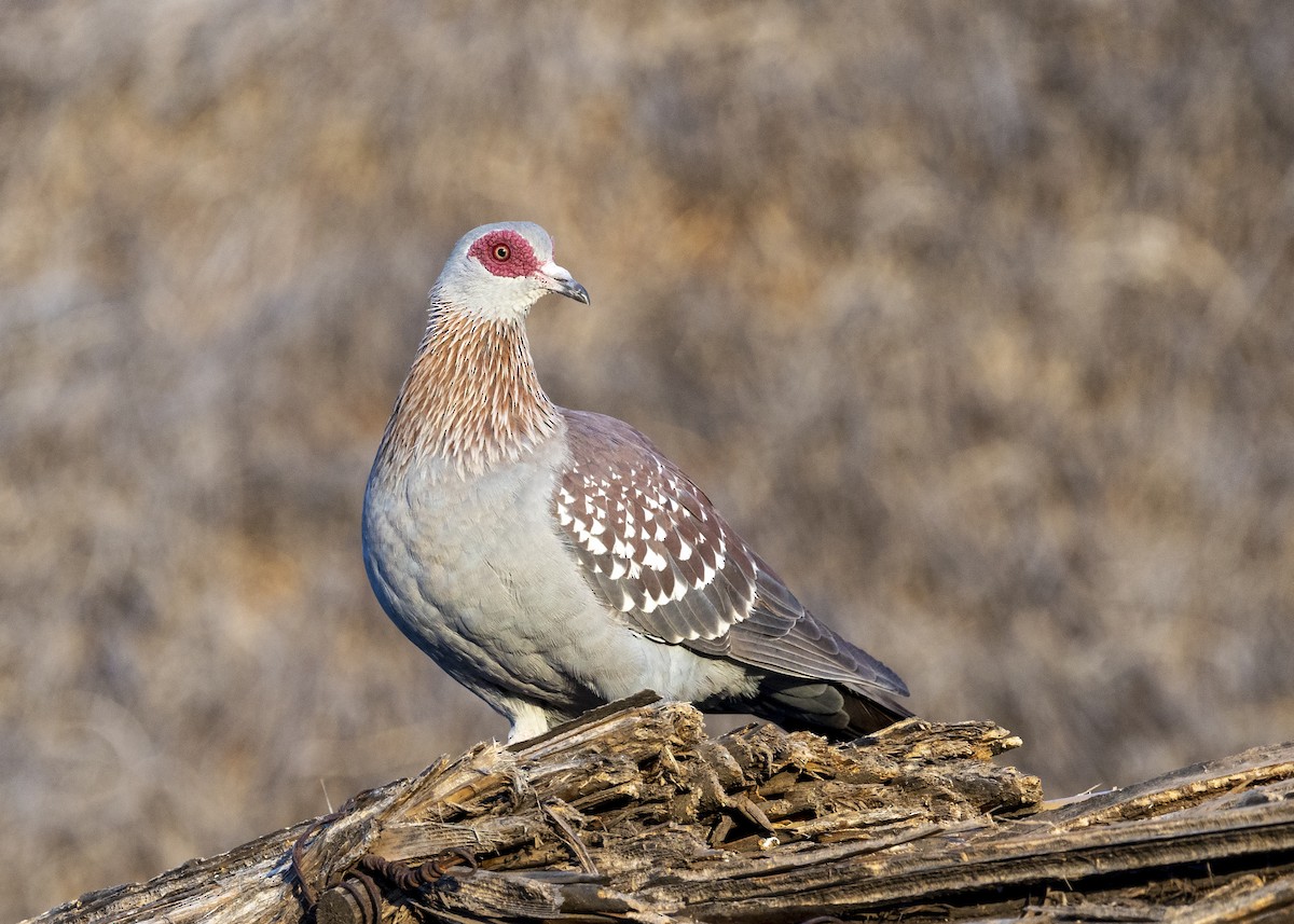 Speckled Pigeon - ML519607391